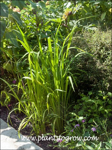 Blue Bonnet Ornamental Rice (Oryza sativa)
